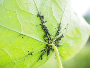 Dealing With Aphids